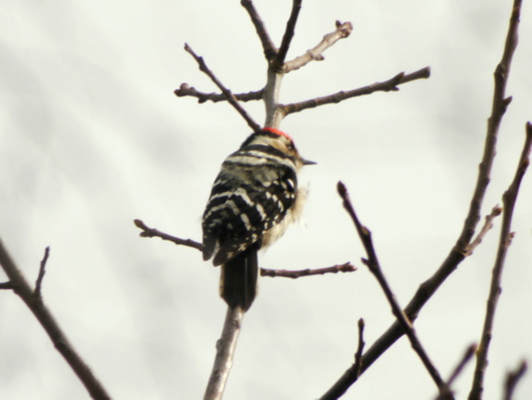 Lesser Spotted Woodpecker