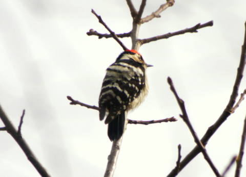 Lesser Spotted Woodpecker
