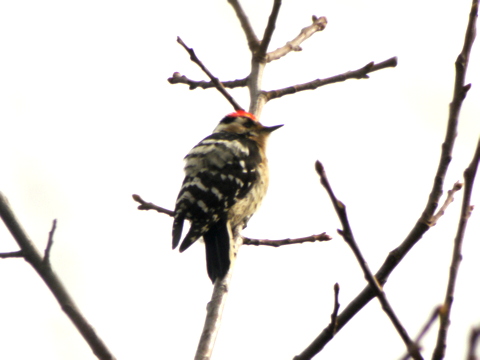 Lesser Spotted Woodpecker