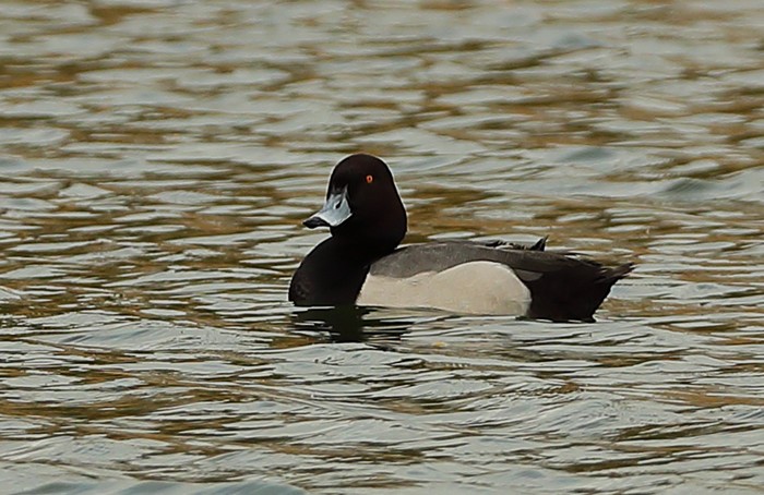 Tufted Duck/Scaup hybrid
