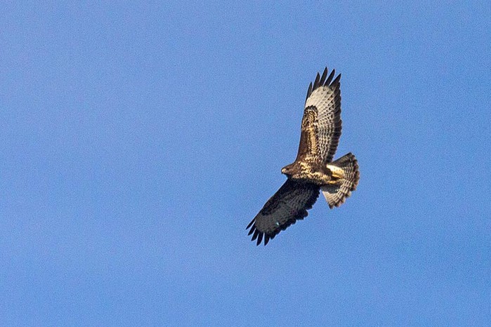 Buzzard