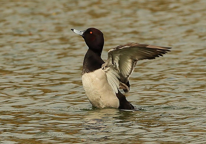 Tufted Duck/Scaup hybrid