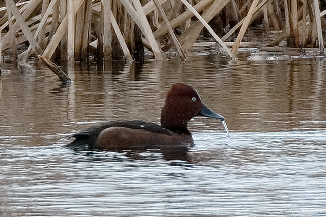 Ferruginous Duck
