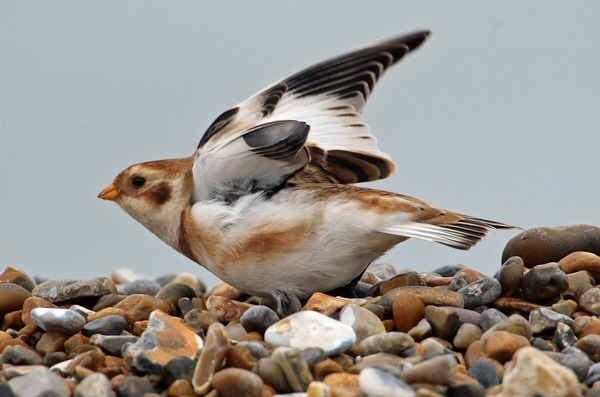 Snow Bunting