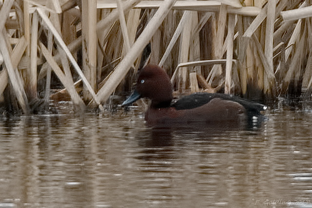 Ferruginous Duck