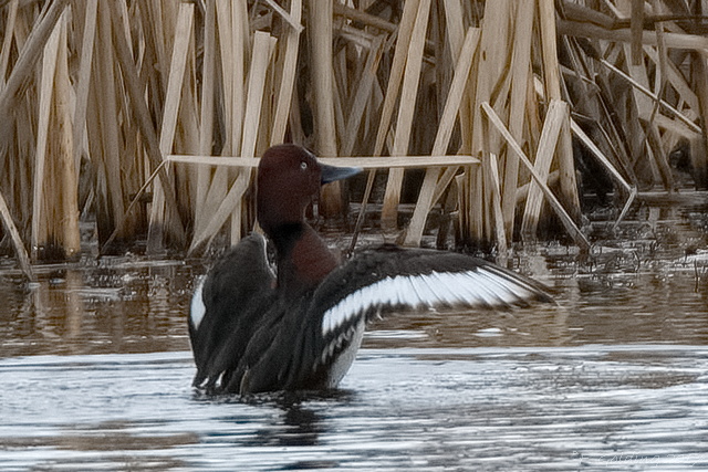 Ferruginous Duck