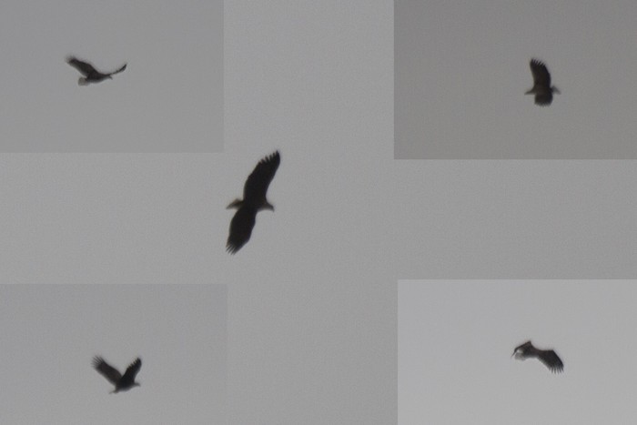 White-tailed Eagle