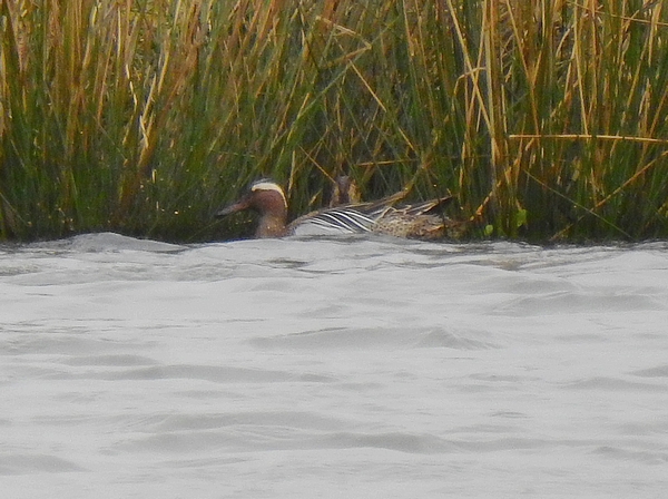 Garganey