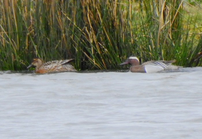Garganey