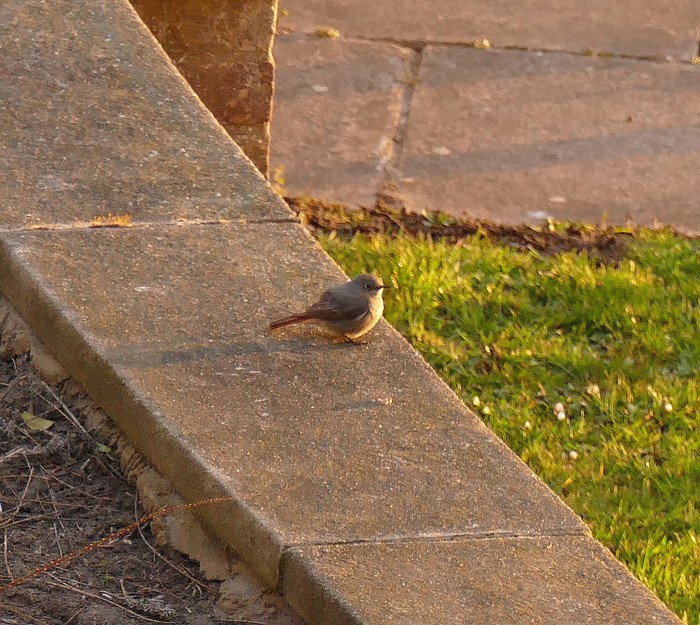 Black Redstart