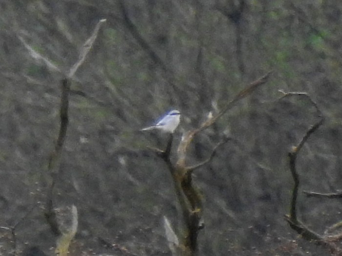 Great Grey Shrike