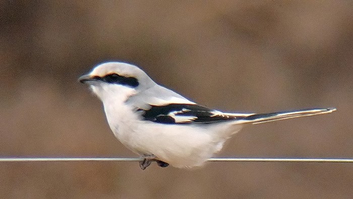 Great Grey Shrike