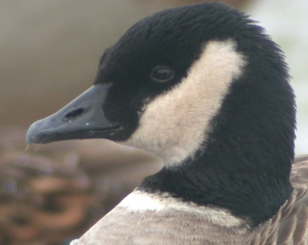 Richardson's Canada Goose