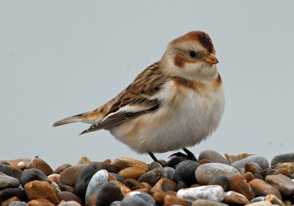 Snow Bunting