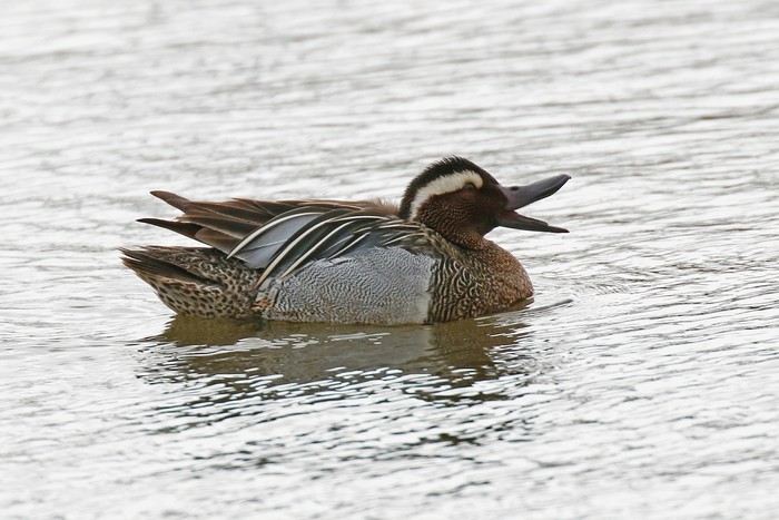Garganey
