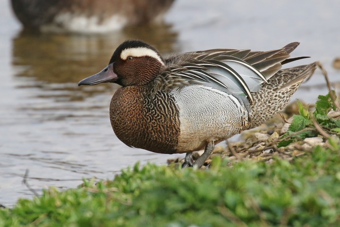 Garganey