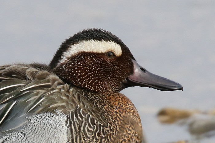 Garganey