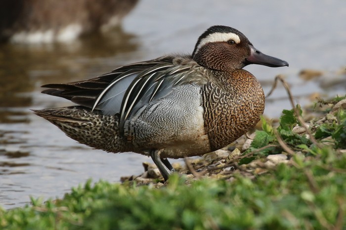 Garganey