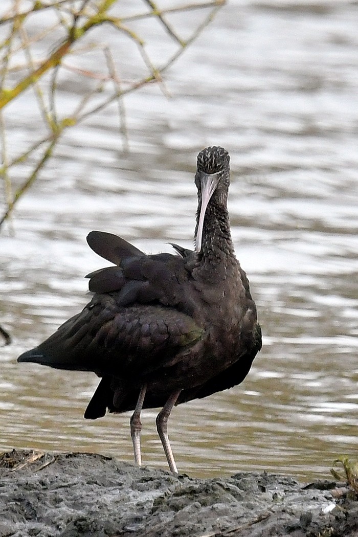 Glossy Ibis