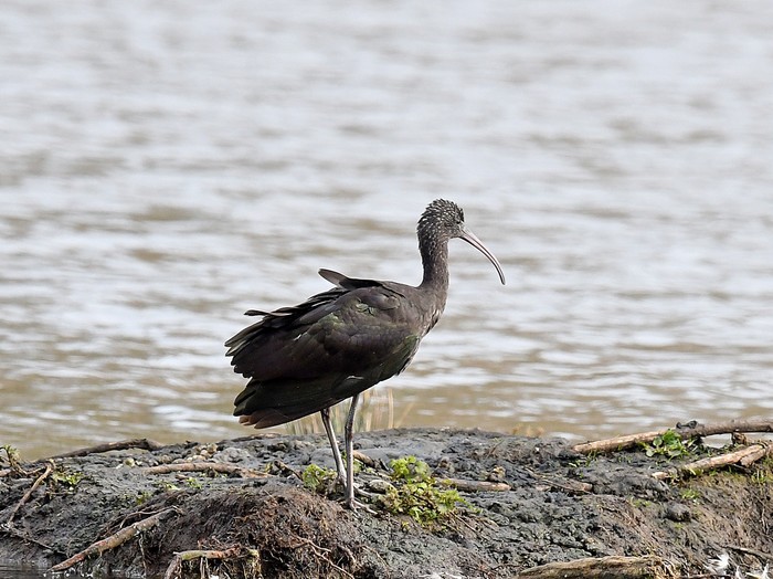 Glossy Ibis
