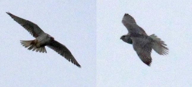 Gyr