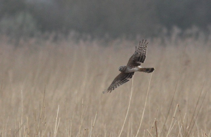 Hen Harrier