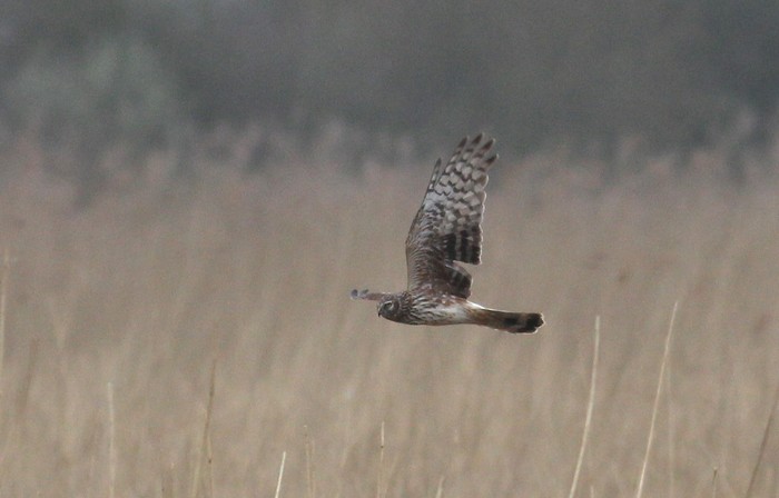 Hen Harrier