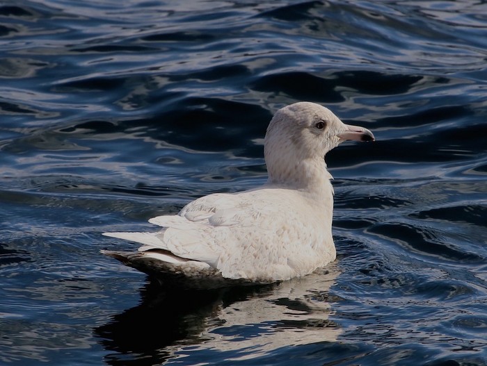 Glaucous Gull