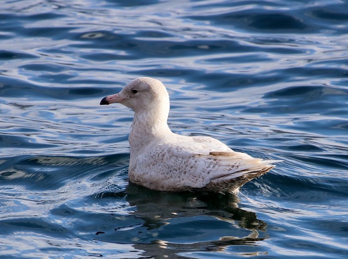Glaucous Gull