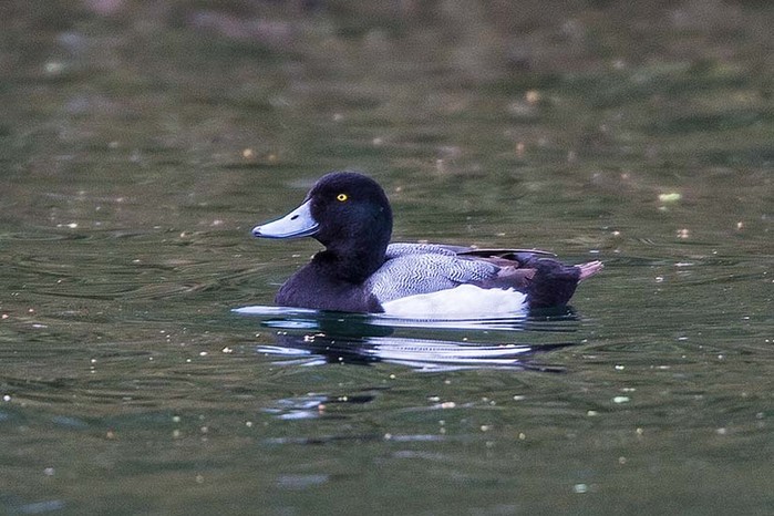 Scaup