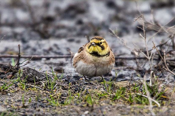 Shorelark