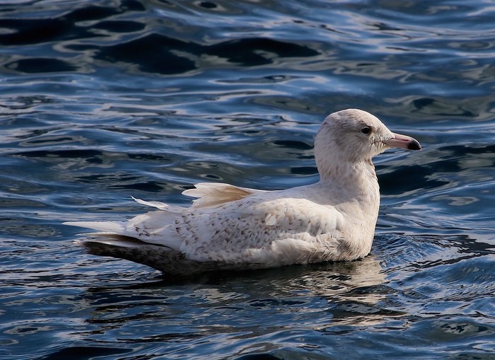 Glaucous Gull