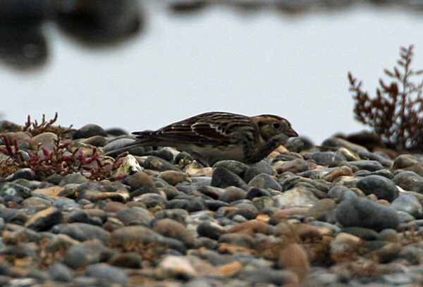 Lapland Bunting