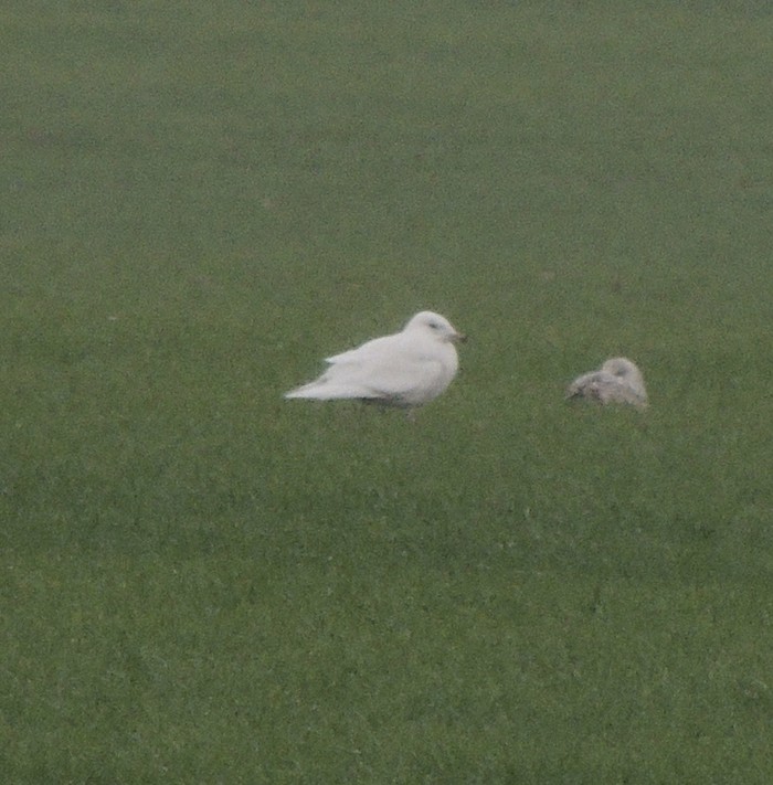 Glaucous Gull