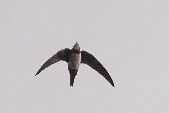 Alpine Swift