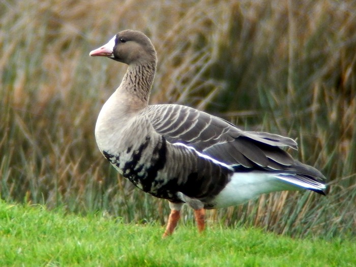 Russian White-fronted Goose