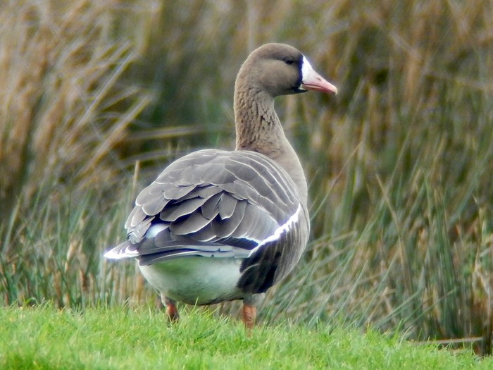 Russian White-fronted Goose
