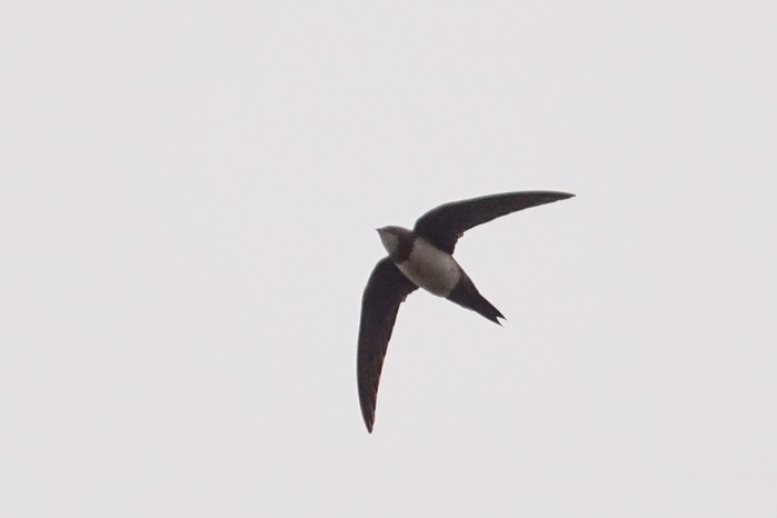 Alpine Swift