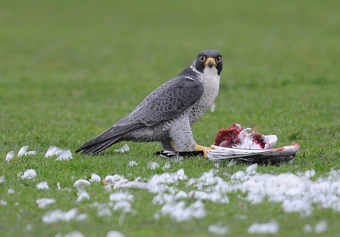 Peregrine