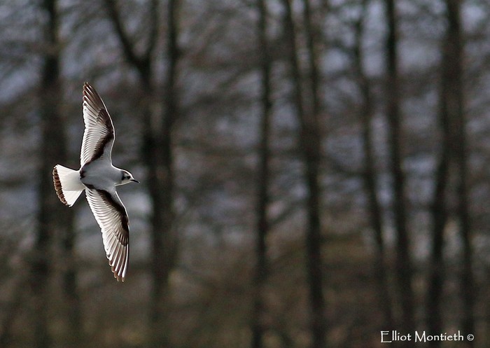 Little Gull