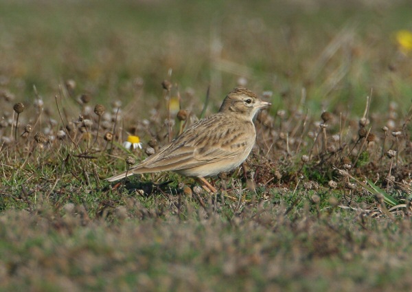 Short-toed Lark