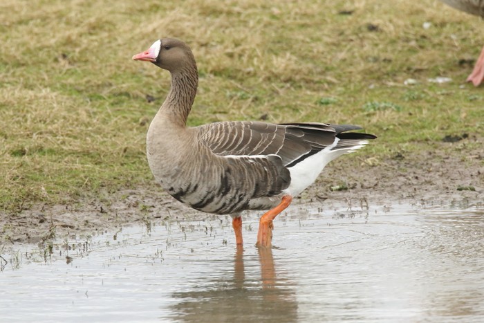 Russian White-fronted Goose