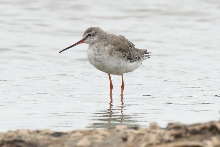 Spotted Redshank