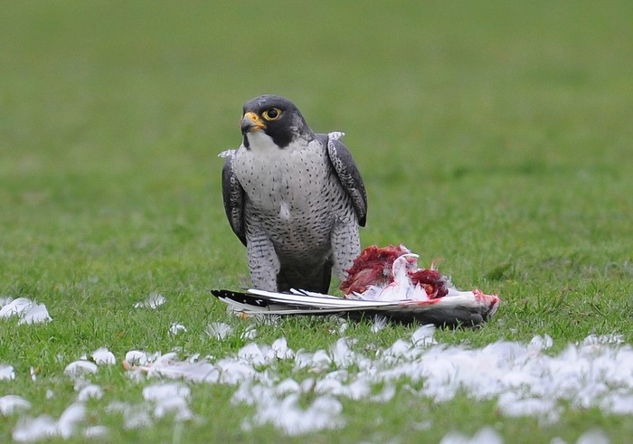 Peregrine
