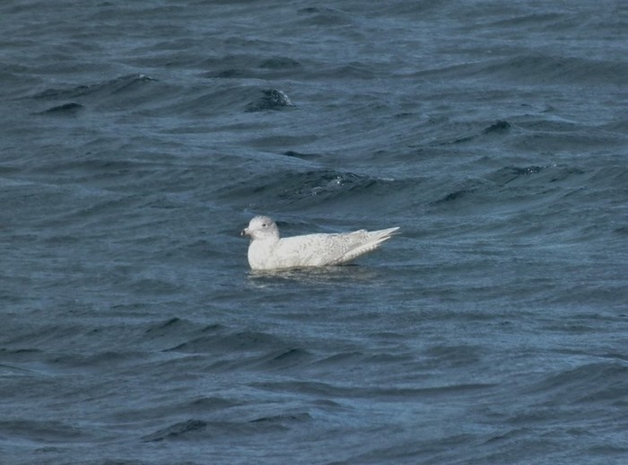 Iceland Gull