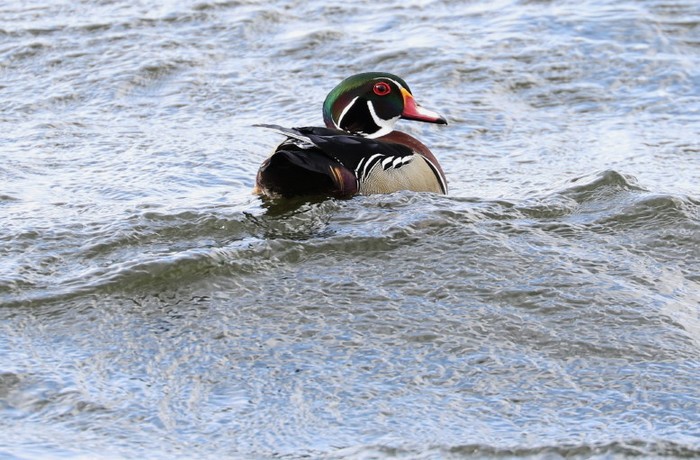 Wood Duck