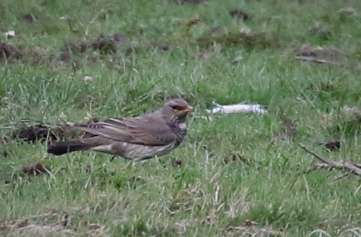Black-throated Thrush