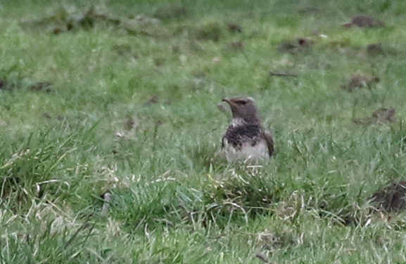Black-throated Thrush