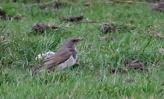 Black-throated Thrush