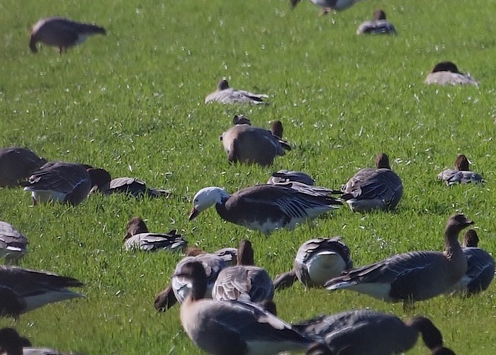 Lesser Snow Goose